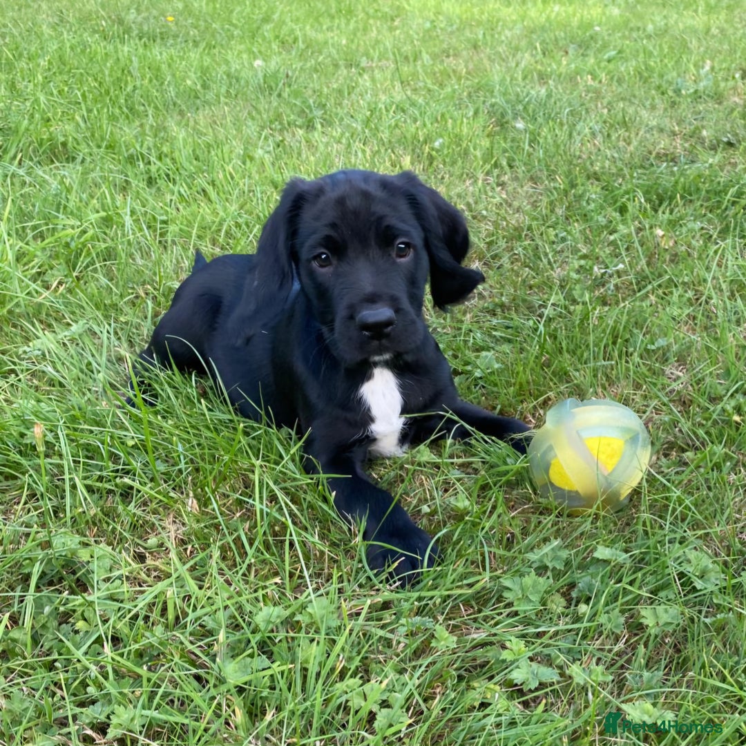 Springador dogs for sale: Gorgeous Springador Puppies - Image 9