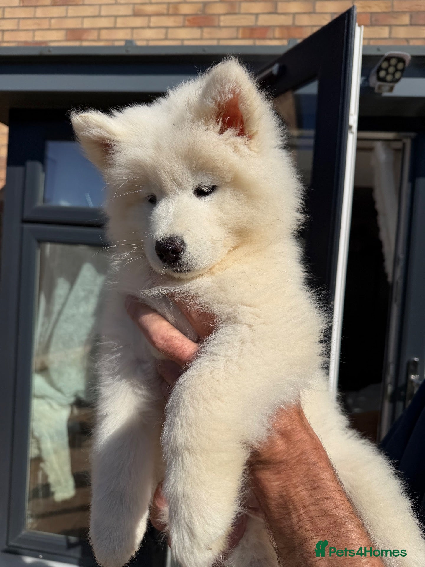 Samoyed dogs Beautiful pedigree kc Samoyed  - Advert 2
