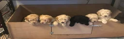 Labradoodle dogs for sale: Rare multi generational labradoodle Puppies - Advert 6