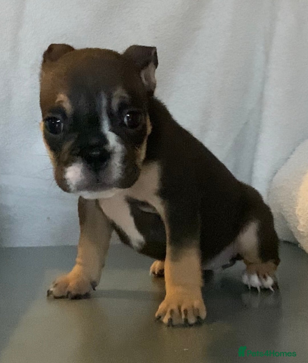 English Bulldog dogs for sale: KC registered English Bulldog Puppies  - Image 3