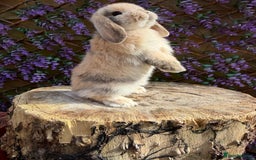 Mini Lop rabbits for sale: Harlequin Mini Lop Buck - Image 5