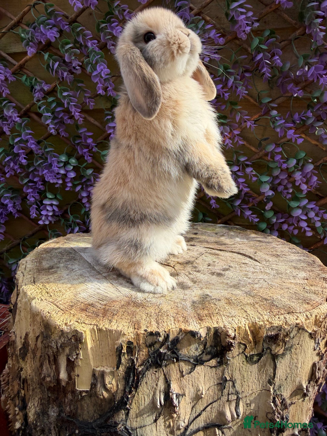 Mini Lop rabbits for sale: Harlequin Mini Lop Buck - Image 5
