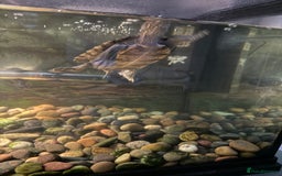 Turtle reptiles for sale: Mississippi map turtles x2 and set up - Image 7