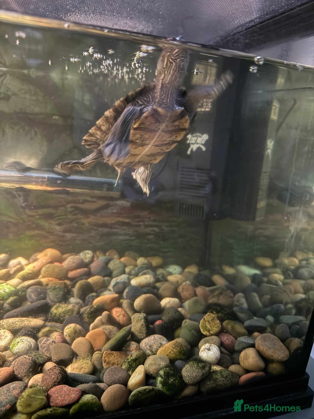 Turtle reptiles for sale: Mississippi map turtles x2 and set up - Image 7