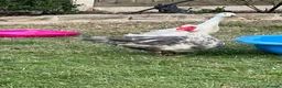 Geese poultry for sale: Male goose  - Advert 4