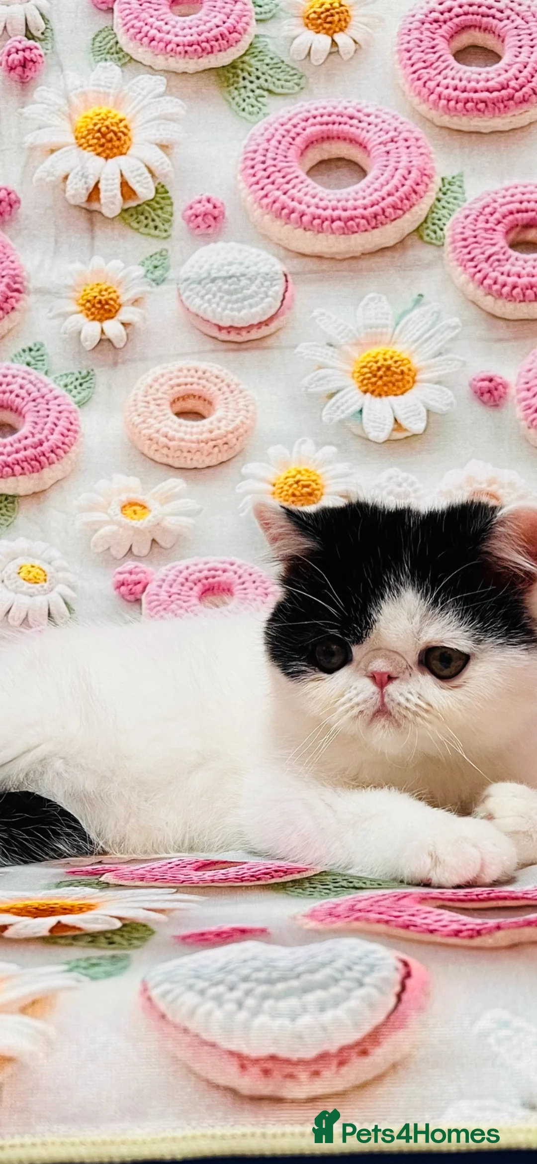 Persian cats for sale: Beautiful high quality Persian and Exotic kittens  - Advert 2