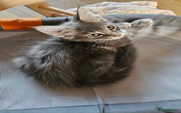 Maine Coon cats for sale: Large Breed Maine Coon Cross - Image 6