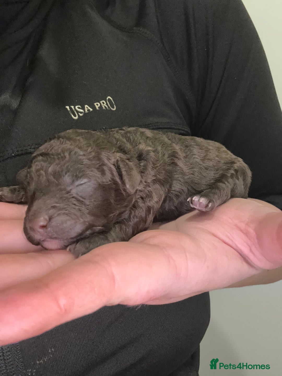 Poochon dogs for sale: 5 stunning poochon puppies with rare colourings  - Advert 19