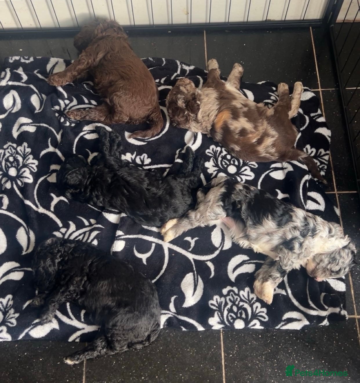 Sproodle dogs STUNNING F2 MERLE SPROODLES - Advert 18