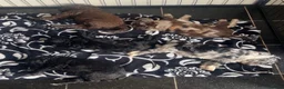 Sproodle dogs for sale: STUNNING F2 MERLE SPROODLES - Advert 9