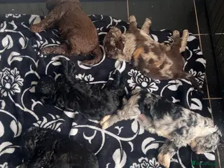 Sproodle dogs STUNNING F2 MERLE SPROODLES - Advert 18