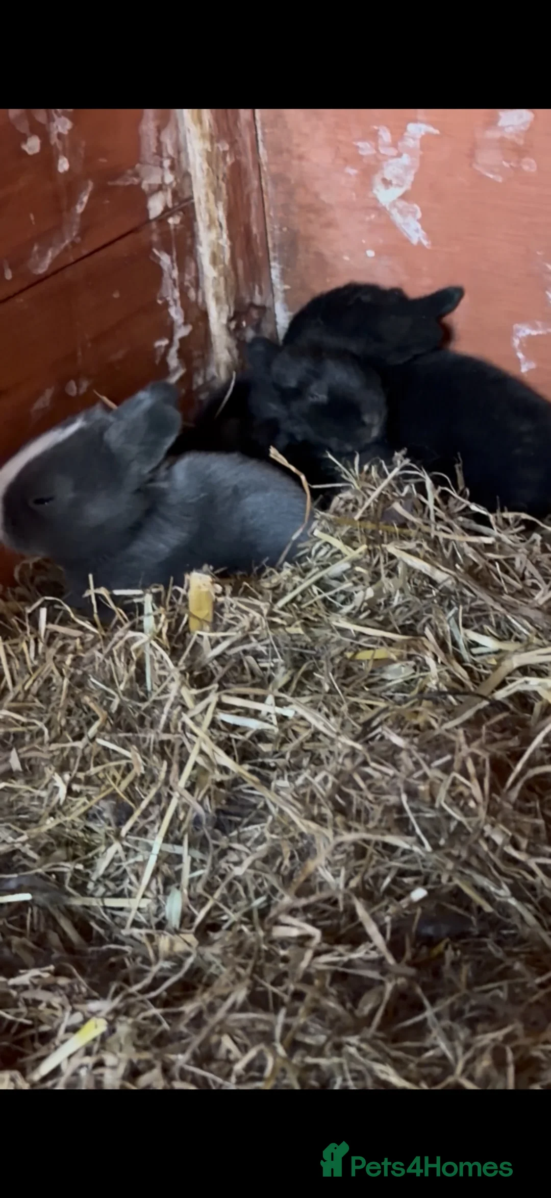 Netherland Dwarf rabbits for sale: 5 baby bunnies 4 boys and 1 girl - Advert 3
