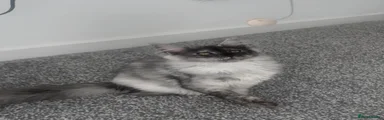 FEMALE black smoke 
