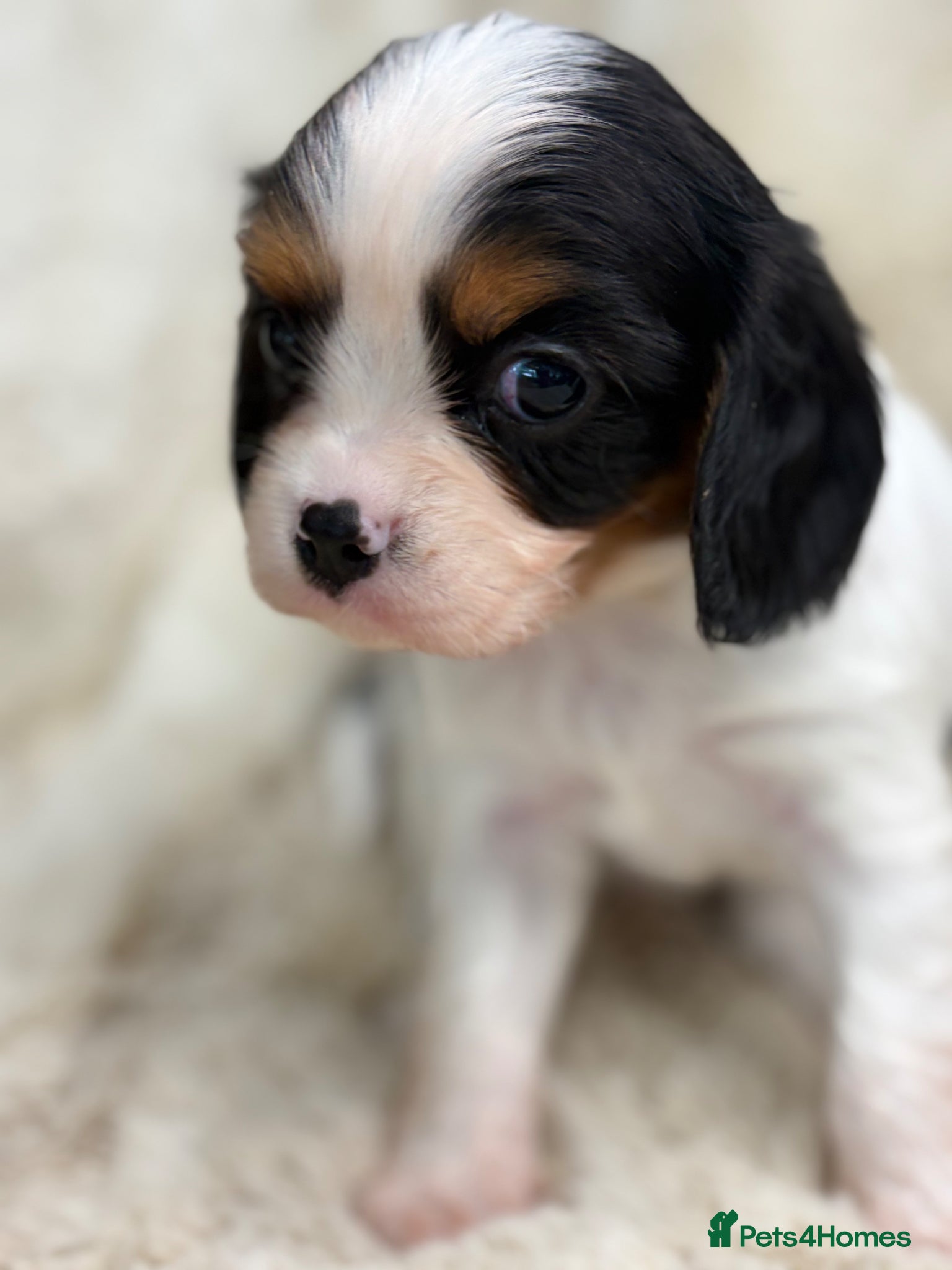 Cavalier King Charles Spaniel dogs for sale: Health tested cavalier pups  - Advert 17