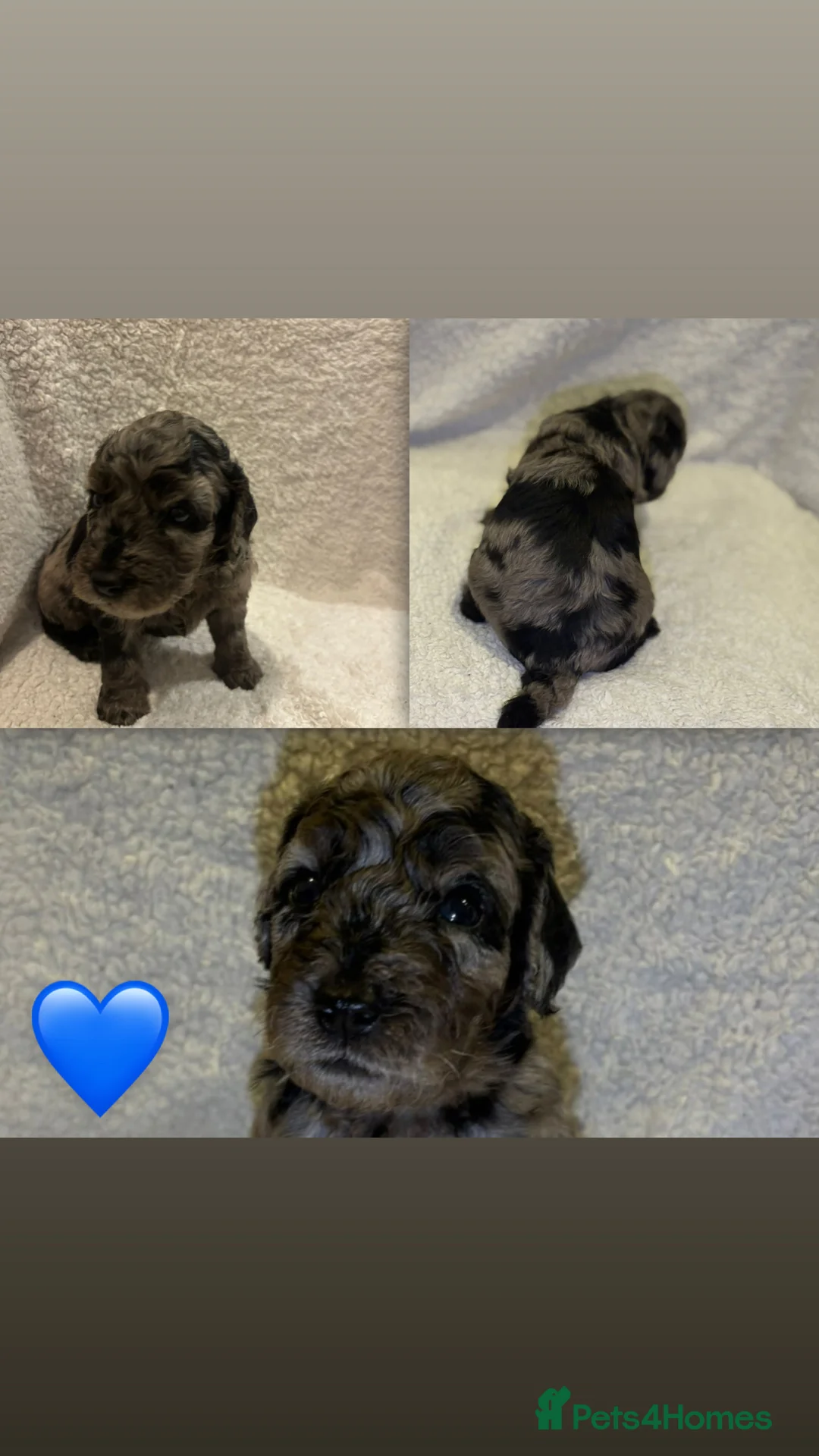 Cockapoo dogs for sale: Cockapoo rainbow litter - Advert 8