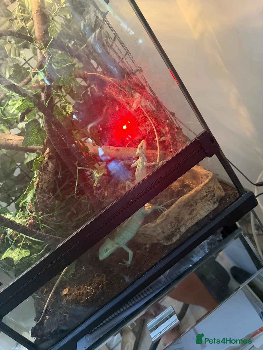 Iguana reptiles for sale: Casque headed iguanas  in Edenbridge - Advert 1
