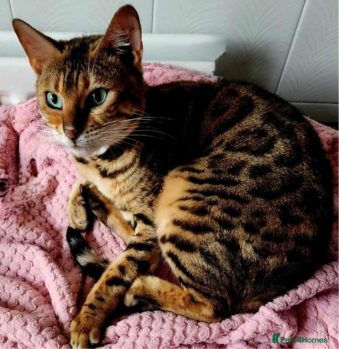 Bengal cats for sale: Queen honey a stunning active Bengal - Advert 1