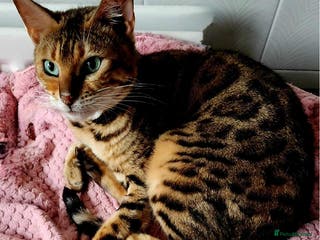 Bengal cats Queen honey a stunning active Bengal - Advert 15