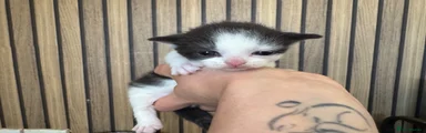 Oreo