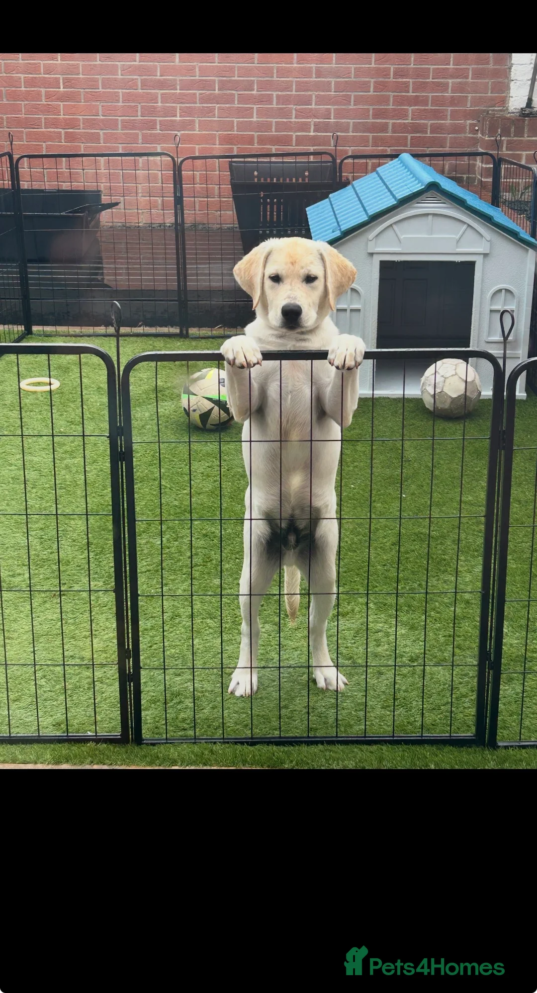 Labrador Retriever dogs for sale: Introducing… Anjola, your new best friend 💚 - Advert 4