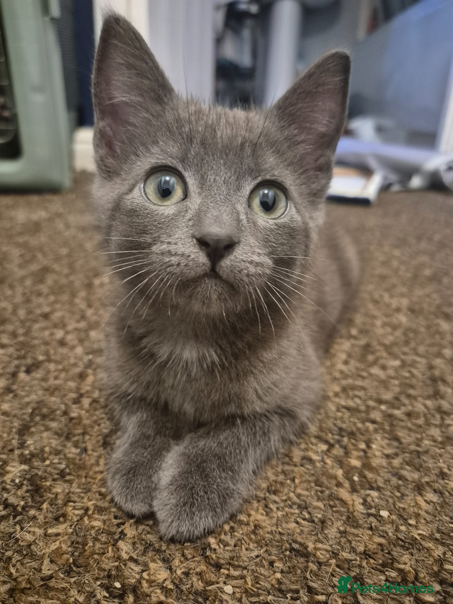 Russian Blue cats Russian blue sister and brother for sale - Advert 2