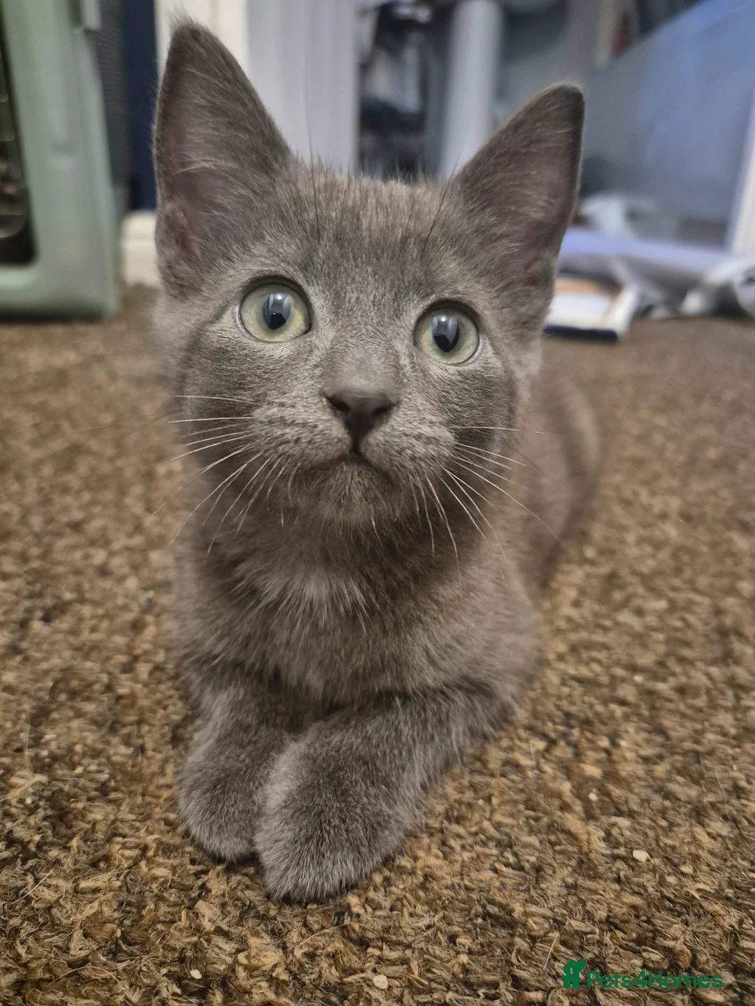 Russian Blue cats for sale: Russian blue sister and brother for sale in Peterborough - Advert 1