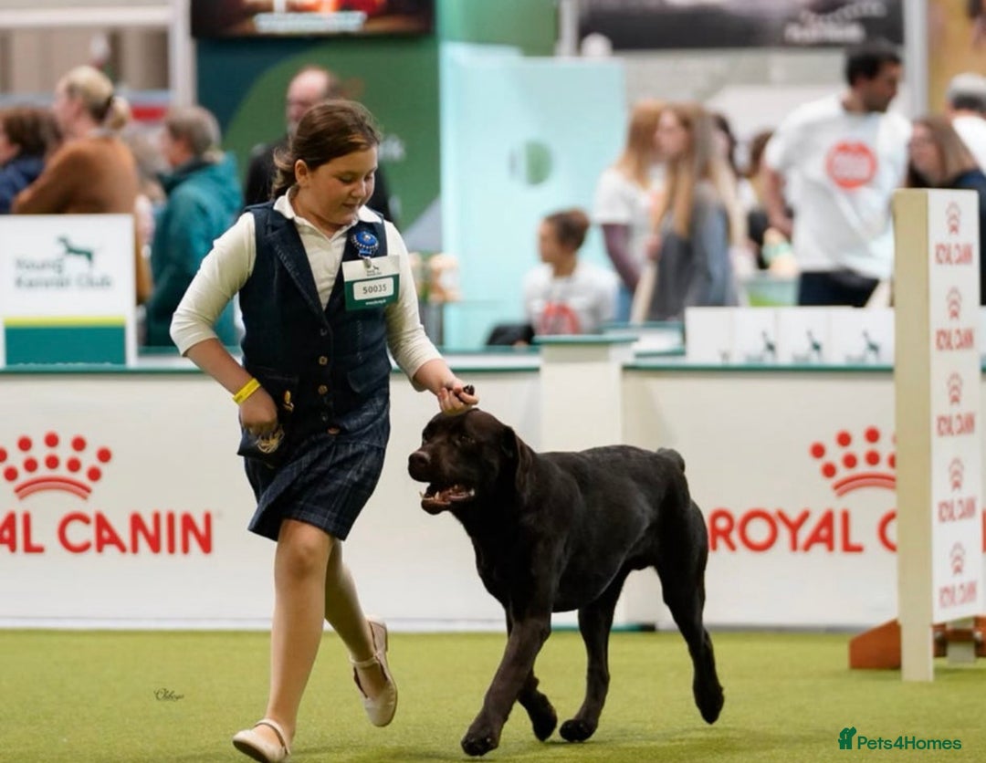 Labrador Retriever dogs for sale: (REDUCED) KC registered Labradors  - Advert 17