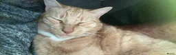 Mixed Breed cats for sale: Loving Homes Needed for Our Much-Loved Cats  in Pwllheli - Advert 10