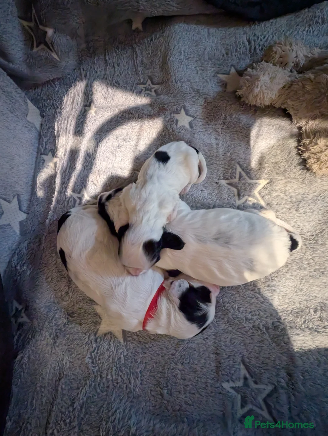 Cockapoo dogs for sale: Beautiful little of 5 Cockerpoos - Advert 15