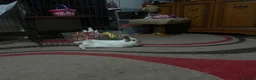Mini Lop rabbits for sale: Doe pretty bunny for sale🩷 - Advert 1