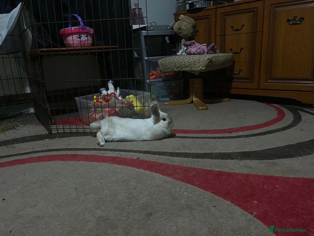 Mini Lop rabbits for sale: Doe pretty bunny for sale🩷 - Advert 1