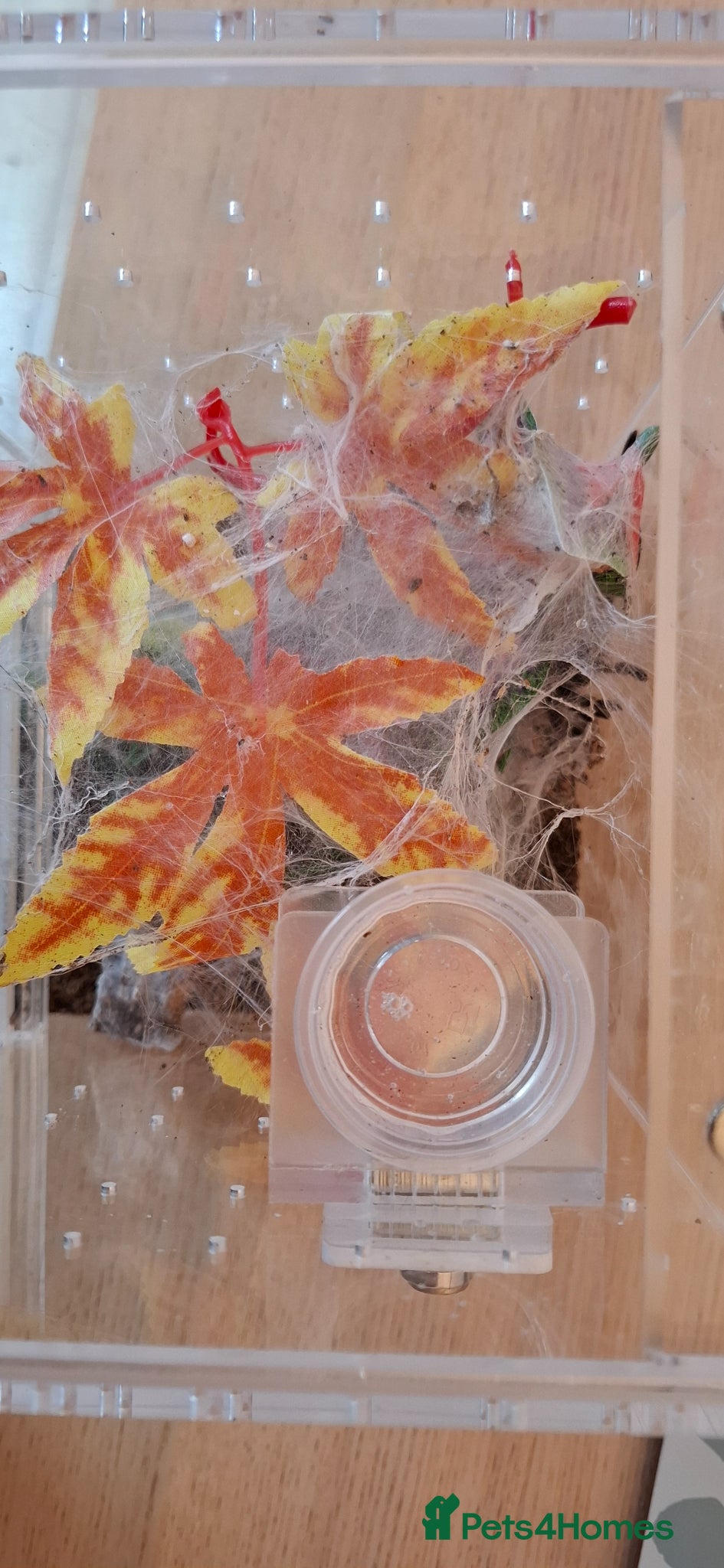 Tarantulas invertebrates Tarantulas c versicolor and gbb with enclosures - Advert 2