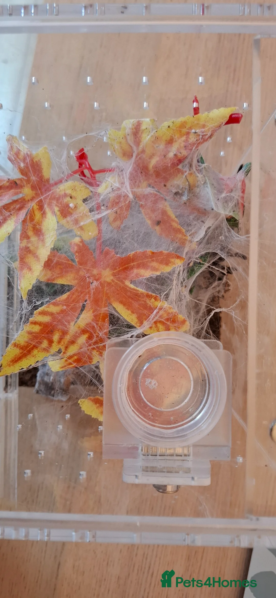 Tarantulas invertebrates for sale: Tarantulas c versicolor and gbb with enclosures - Advert 1