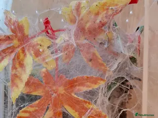 Tarantulas invertebrates Tarantulas c versicolor and gbb with enclosures - Advert 2