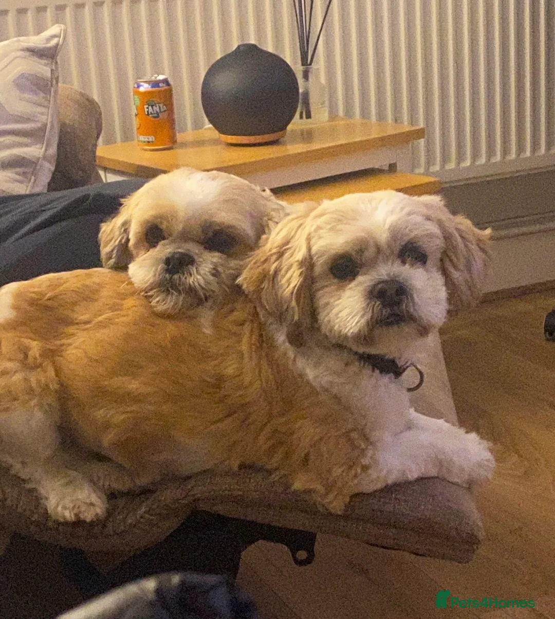 Shih Tzu dogs for sale: Coco & Mia  - Advert 5