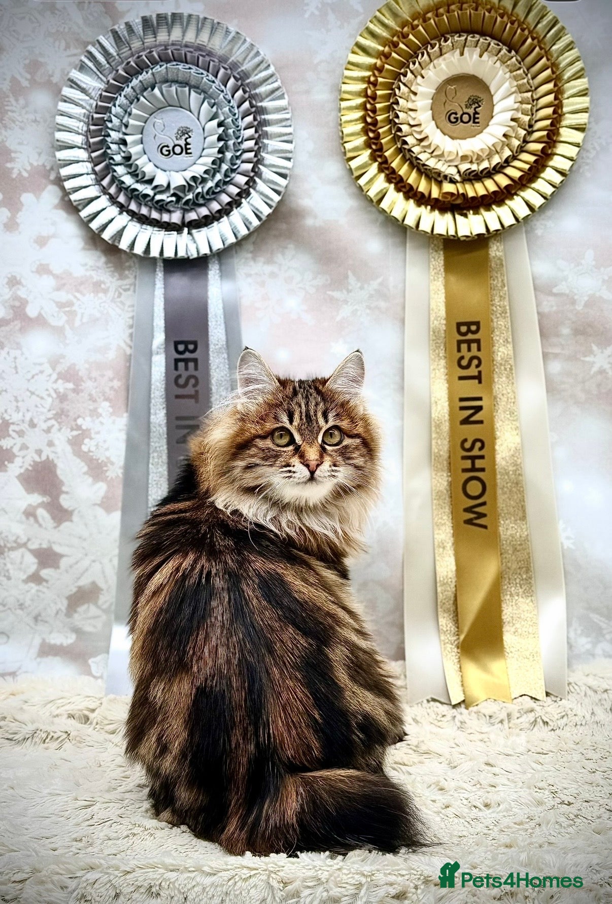 Kurilian Bobtail cats Young adult spayed Kurilian bobtail for 5* home - Advert 1