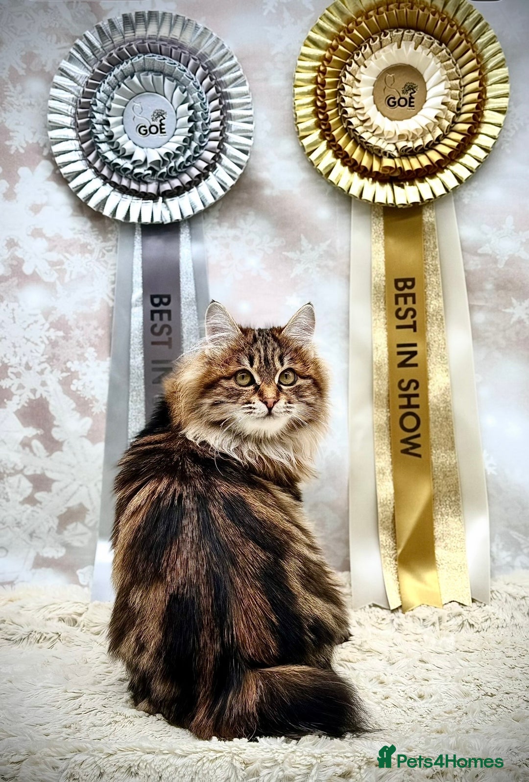 Kurilian Bobtail cats for sale: Young adult spayed Kurilian bobtail for 5* home - Advert 1