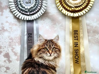 Kurilian Bobtail cats Young adult spayed Kurilian bobtail for 5* home - Advert 1