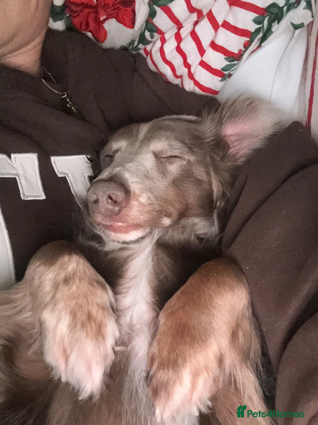 Mixed Breed dogs for sale: Miniature dachshund cross Biggie age approx 4-6 - Advert 2