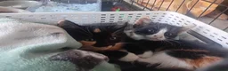 Mixed Breed cats for sale: Kittens  - Advert 2
