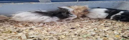 Guinea Pig rodents for sale: Lovely little piggies in Lancaster - Advert 2