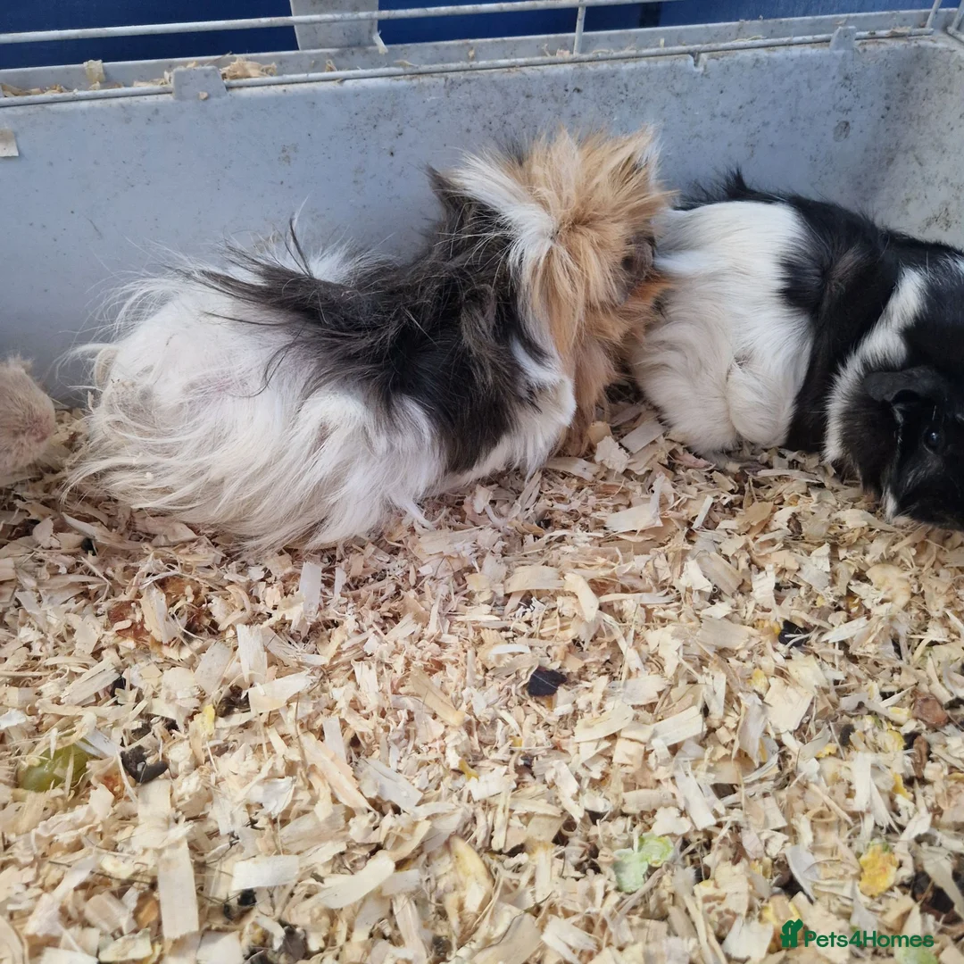 Guinea Pig rodents for sale: Lovely little piggies in Lancaster - Advert 2