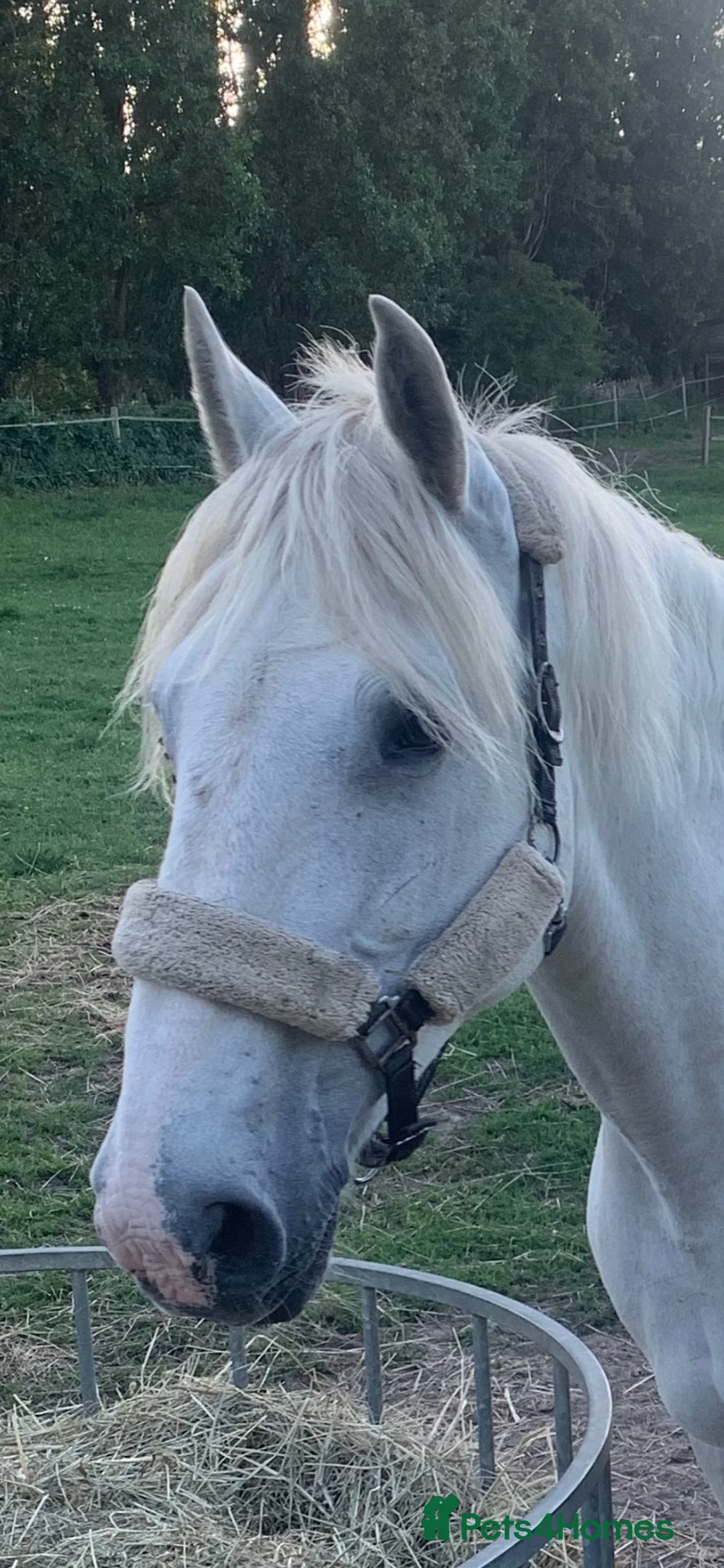 Irish Draught horses for sale: Class 1 weight carrier Irish draught  - Advert 5