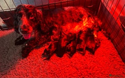 Cocker Spaniel dogs for sale: LAST TWO SHOW COCKER SPANIEL BOYS in Ely - Image 14