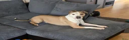 American Bull Staffy dogs for sale: 4 year old American Staff for rehoming - Advert 1