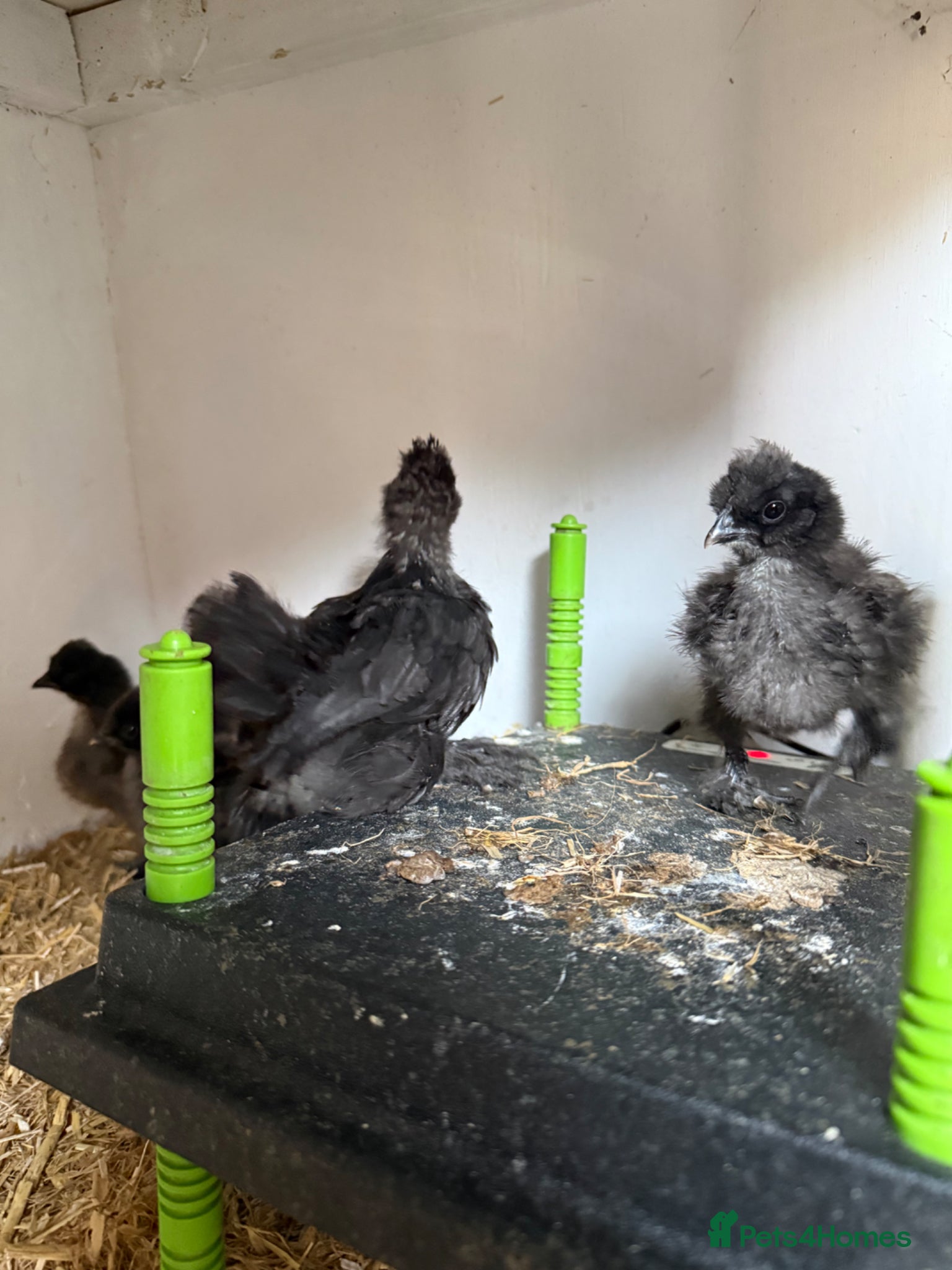 Chickens poultry Silkie chicks - Advert 1