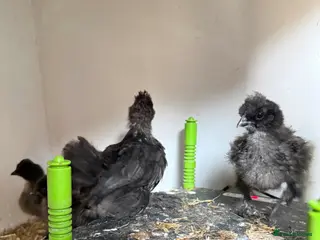 Chickens poultry for sale: Different chicks for sale - Advert 2