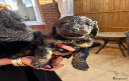 Cockapoo dogs for sale: cockapoo puppies - Advert 13