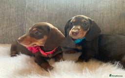 Miniature Dachshund dogs for sale: Minature Dashound boy&girl Ready Now - Image 13