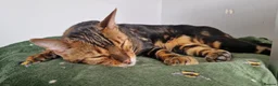 Bengal cats for sale: Pure Bread Glitter Marble Bengal in March - Advert 5